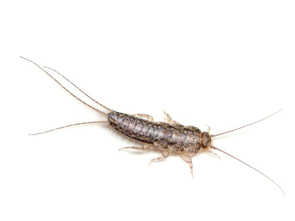 gumus-bocegi